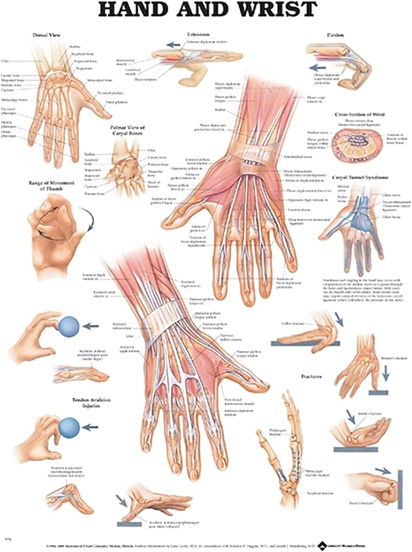 Hand and Wrist Anatomical Chart