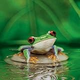 Floating Frog Live Wallpaper