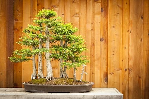 Bonsai Tree Semillas de ciprés calvo para plantar  10 semillas  Semillas exóticas de árboles de hoja perenne para cultivar - Semillas de árbol