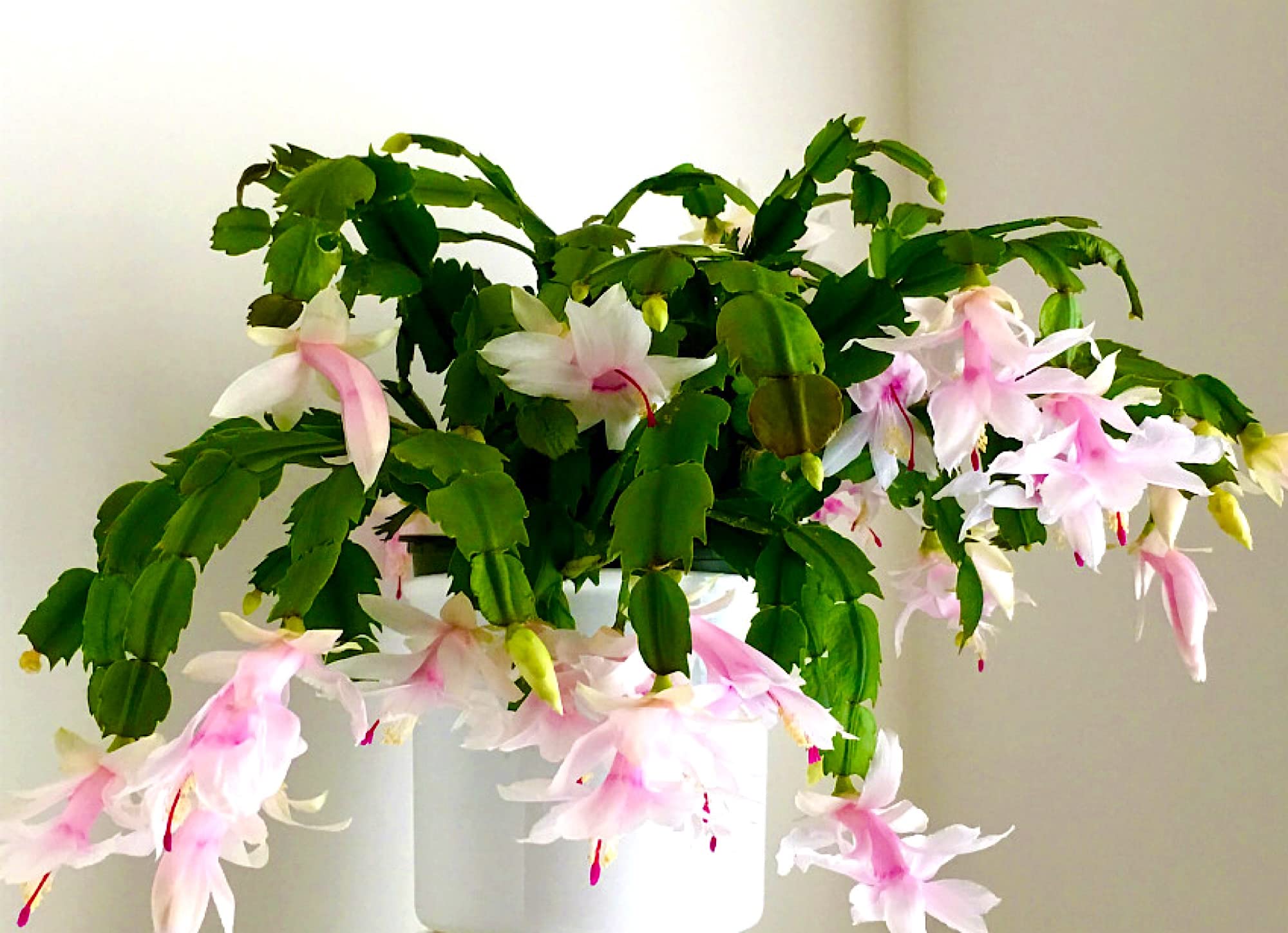Amazon.com : 2" Pastel Pink Christmas Cactus Live Plant. (Pastel Pink) :  Patio, Lawn & Garden