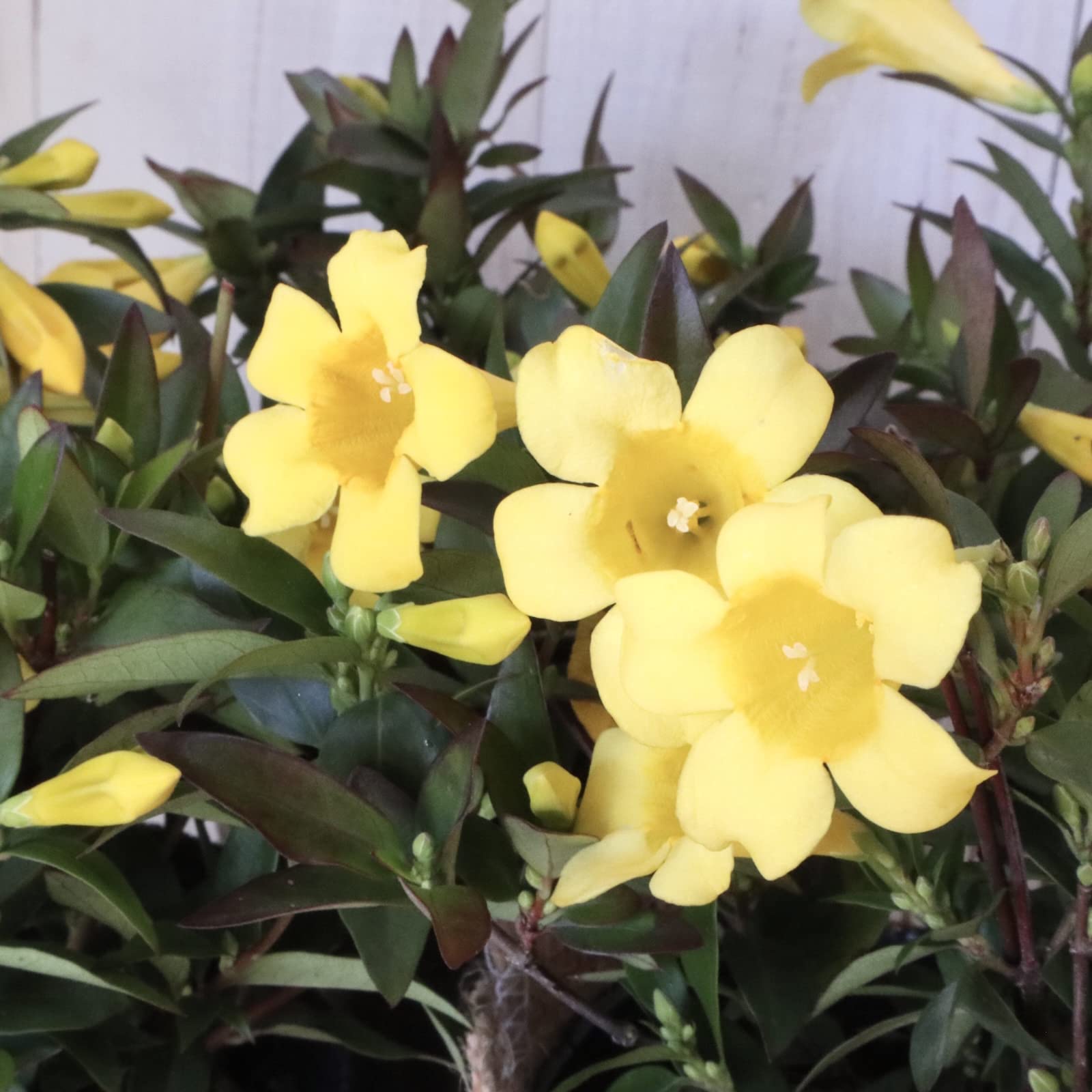 Amazon 優しい香り カロライナジャスミン ジャスミン 黄色いお花 麻巻きアレンジ フラワーアレンジメント オンライン通販