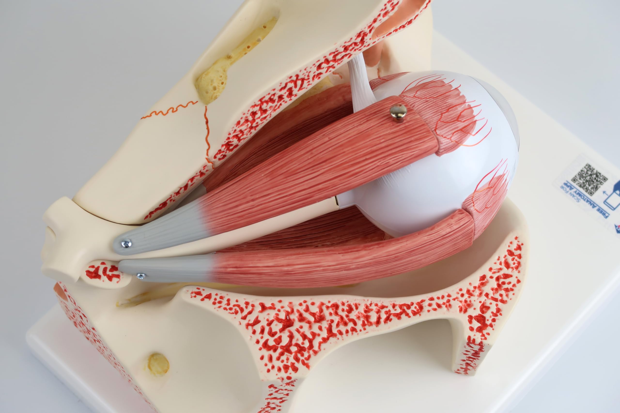 3B Scientific Menschliche Anatomie - Auge, 3-fache Größe, 7-teilig + kostenlose Anatomie App - 3B Smart Anatomy