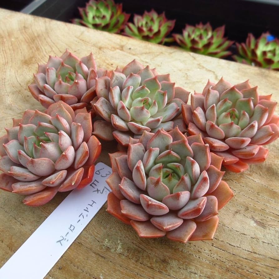 多肉植物　ブロードロメオ　韓国苗 ブラッディロメオ,エケベリア属,エケベリアのブラッディロメオ