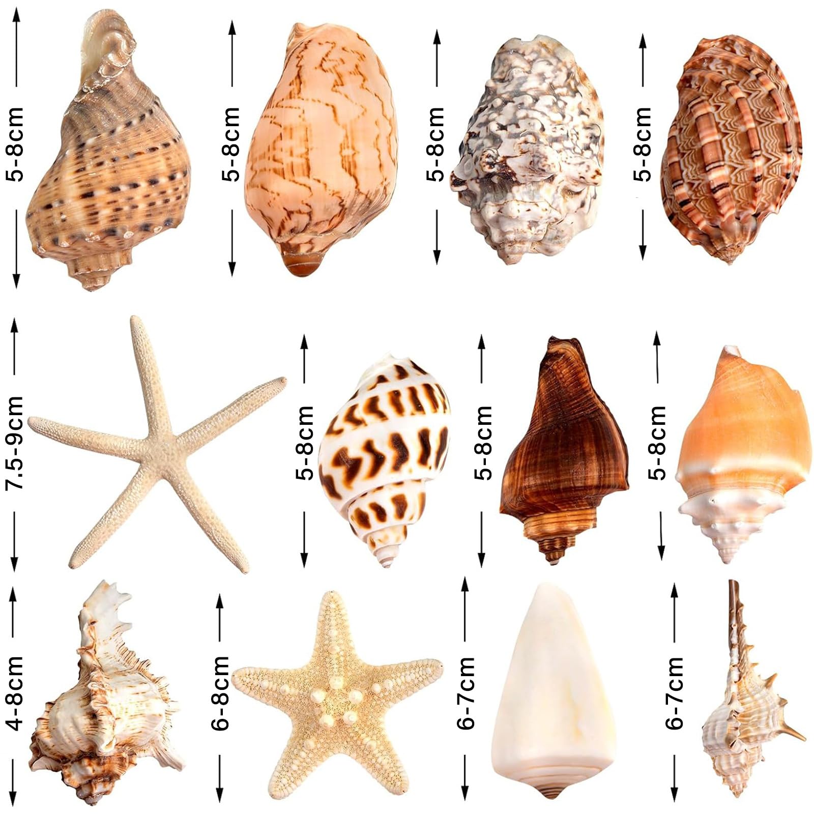 Conchiglie Decorative Naturali - 120 G, Mix Con Stelle Marine, Per Fai Da Te E Decorazioni - Foto 6