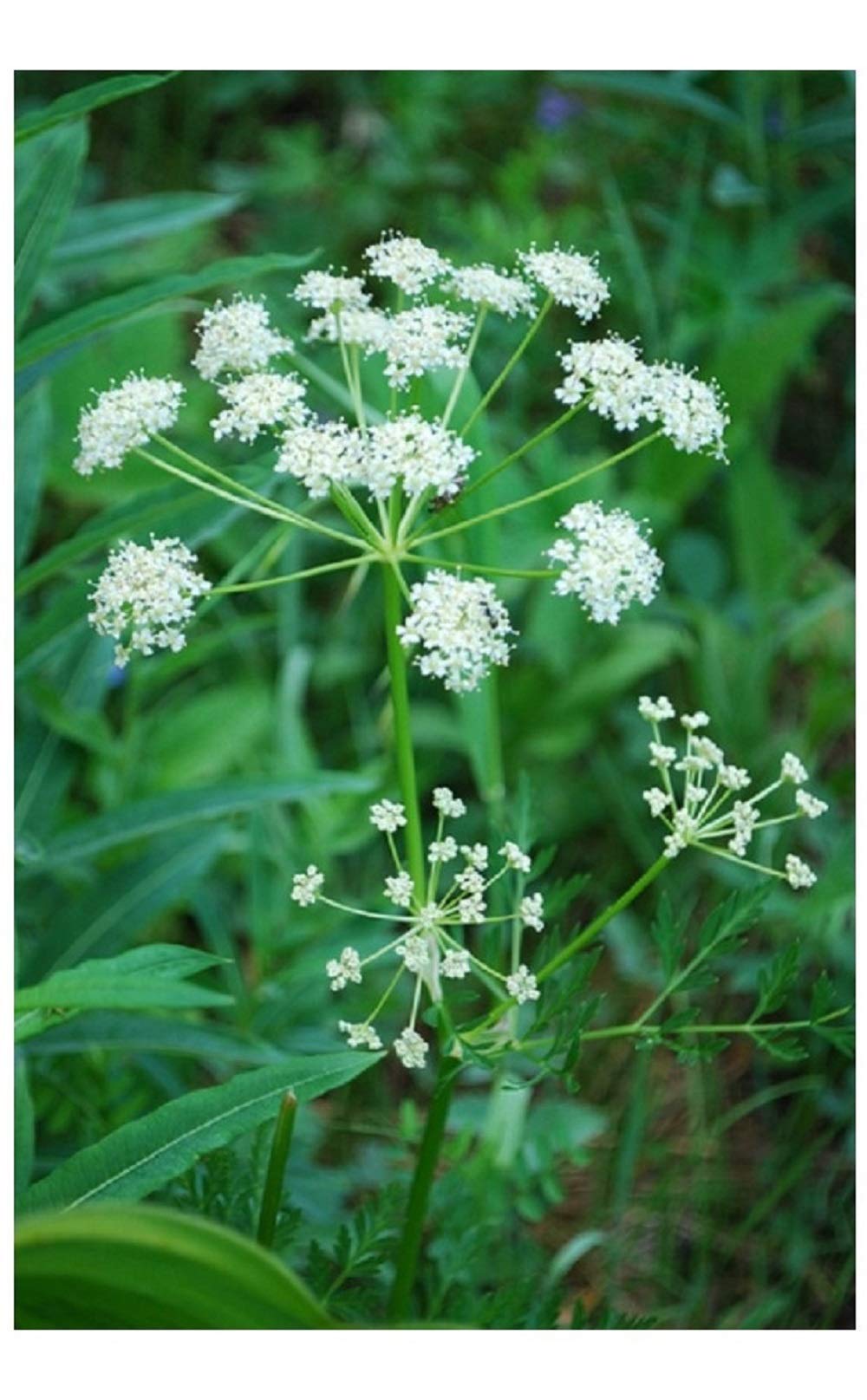 PREMIER SEEDS DIRECT - Herb - Caraway Seeds (60 Grams)