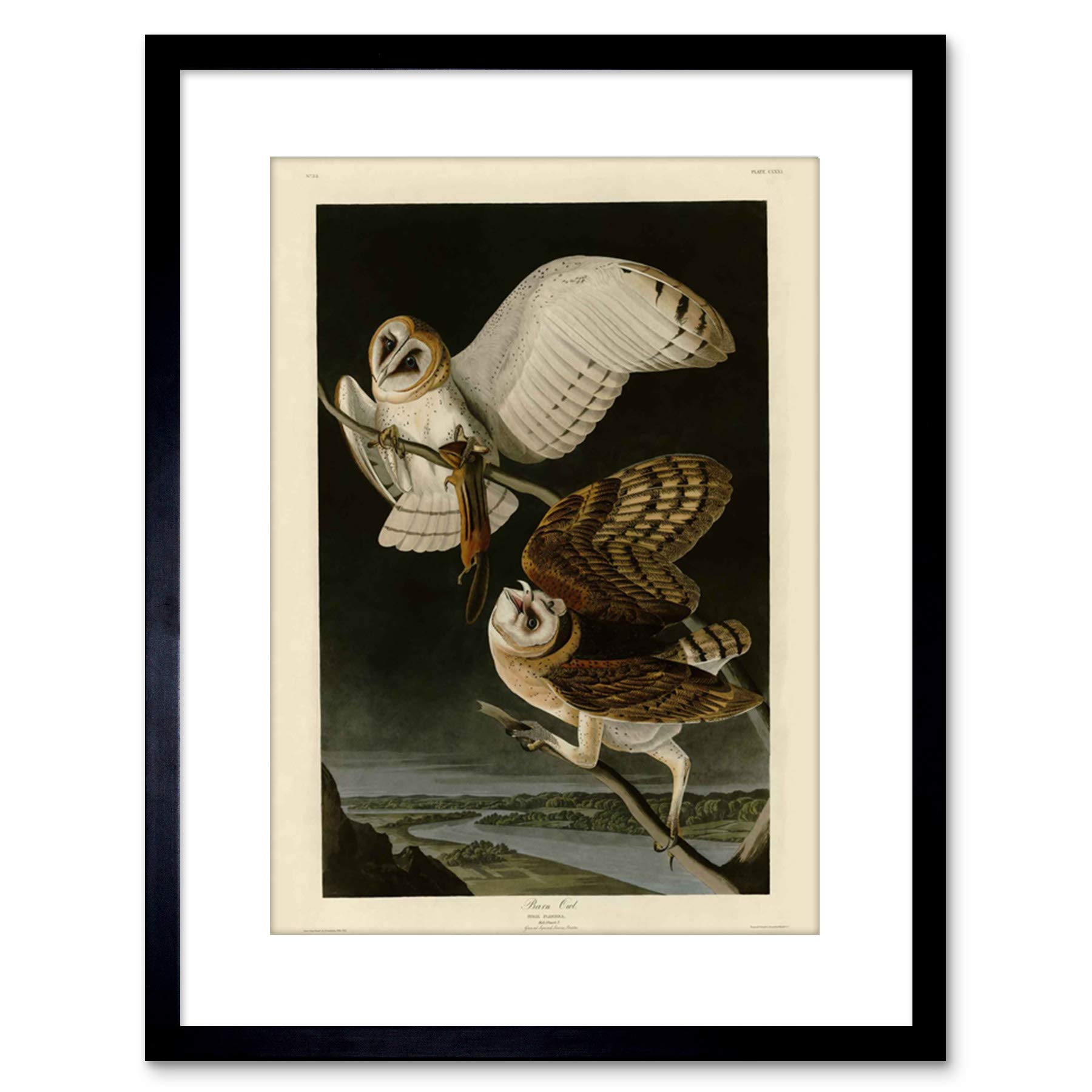 Wee Blue Coo PAINTING BOOK PAGE BIRDS AMERICA AUDUBON BARN OWL FRAMED PRINT F97X4481