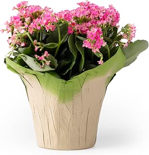 4.5” STD Plant Pot Covers, FSC® Certified Recycled Kraft Paper, Decorative Plant Sleeve for House Plants, Reusable and Gift-Ready for Potted Flowers, Green, Pack of 5