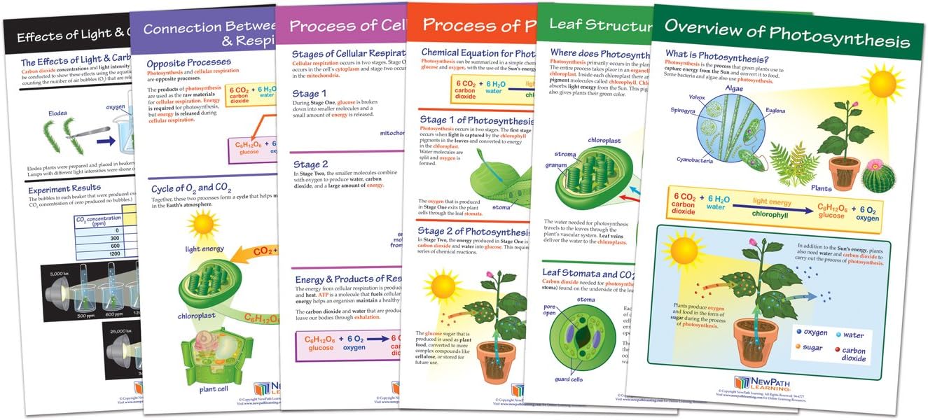 NewPath LearningPhotosynthesis & Respiration Bulletin Board Chart Set (Pack of 6) (94-7016)