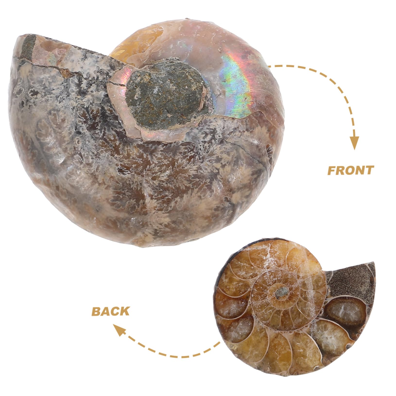 Cabilock 5 Sätze Modelle Zur Dekoration Ammoniten-exemplar Wissenschaftliches Exemplar Modelle Ornament Pädagogisches Ammonitenmodell Natürliches Muschelfossil Dark 2 Stück * 5