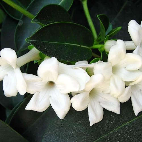 Miniatura 4 de YEGAOL Garden - Semillas de jazmín de Madagascar Stephanotis Floribundas fragantes sin OMG para decorar el hogar, pérgolas enrejadas, para