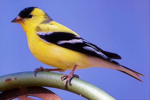 prdseed Semillas de pájaro de pinzón, semillas prémium para comida de pinzón silvestre, ideal para comederos exteriores, mezcla de semillas de Nyjer prdseed Semillas de pájaro de pinzón, semillas prémium para comida de pinzón silvestre, ideal para comederos exteriores, mezcla de semillas de Nyjer