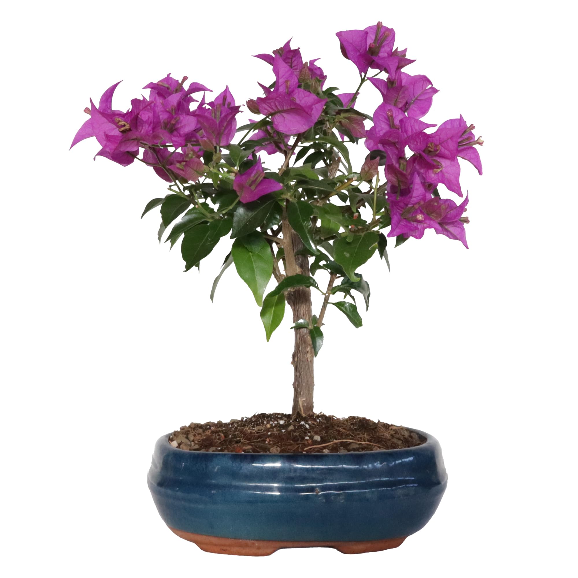 KENTIS - Bougainvillea Sanderiana Bonsai Baum Echt - Drillingsblume Balkon  Pflanze - Bougainvillier Blhende Gartenbonsai - H 30/40 cm Topf 19 cm :  Amazon.de: Garten