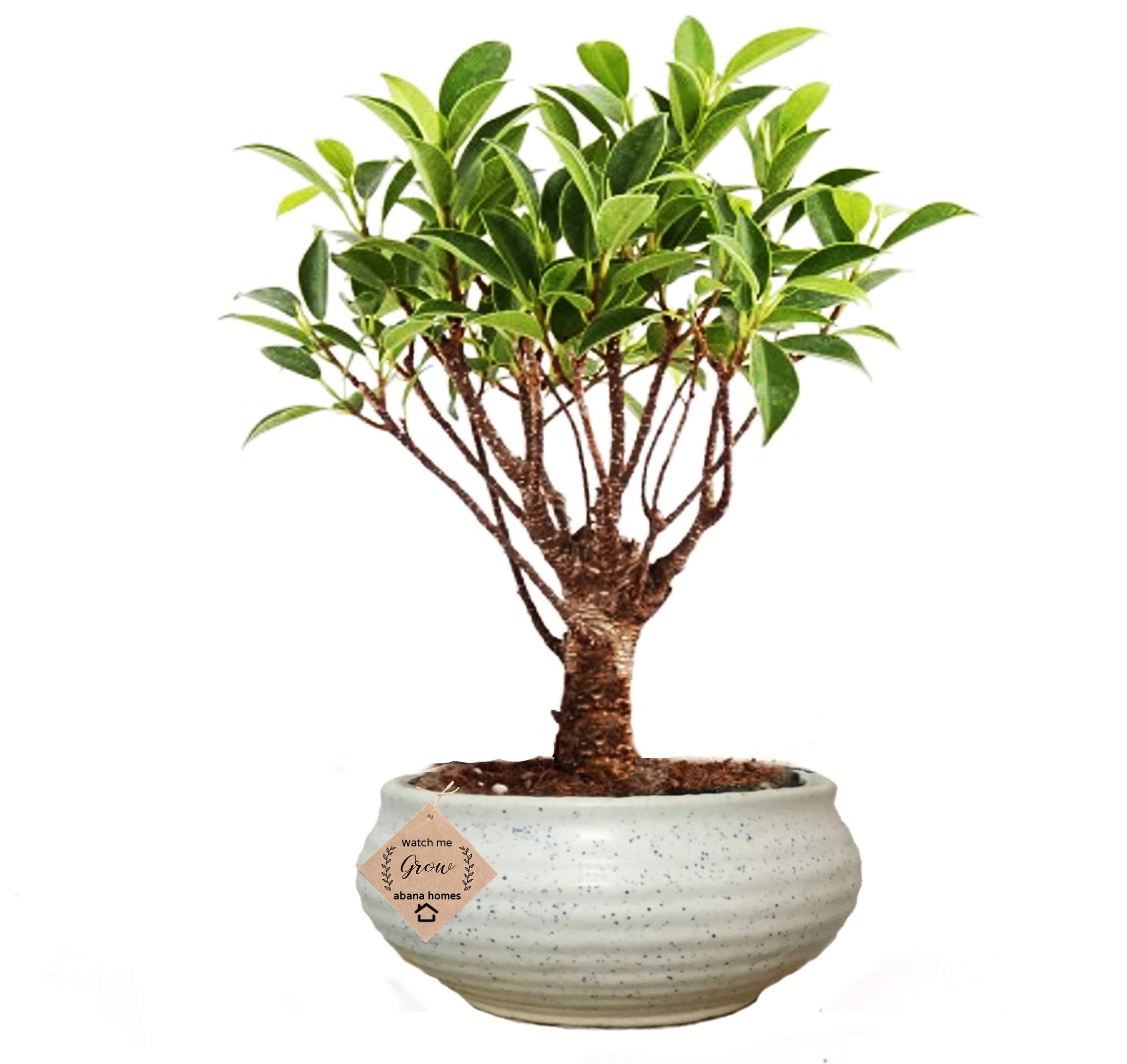 Abana Homes I Shape Ficus Bonsai Live Plants with Beautiful Pot