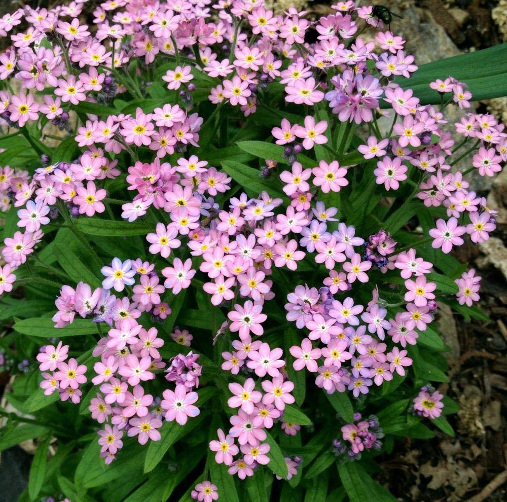 SRI SAI FORESTRY Sevanti Chrysanthemum Flower Seeds Mix Color Seed For Home Garden, Terrace, Balcony, Home Decoration, All Season India (B09J3KM8MT) Amazon Price History, Amazon Price Tracker