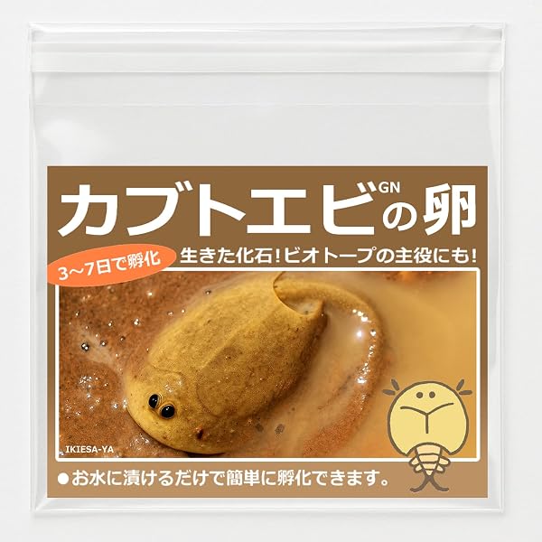 [生き餌屋] 淡水 赤カブトエビの卵 - 3
