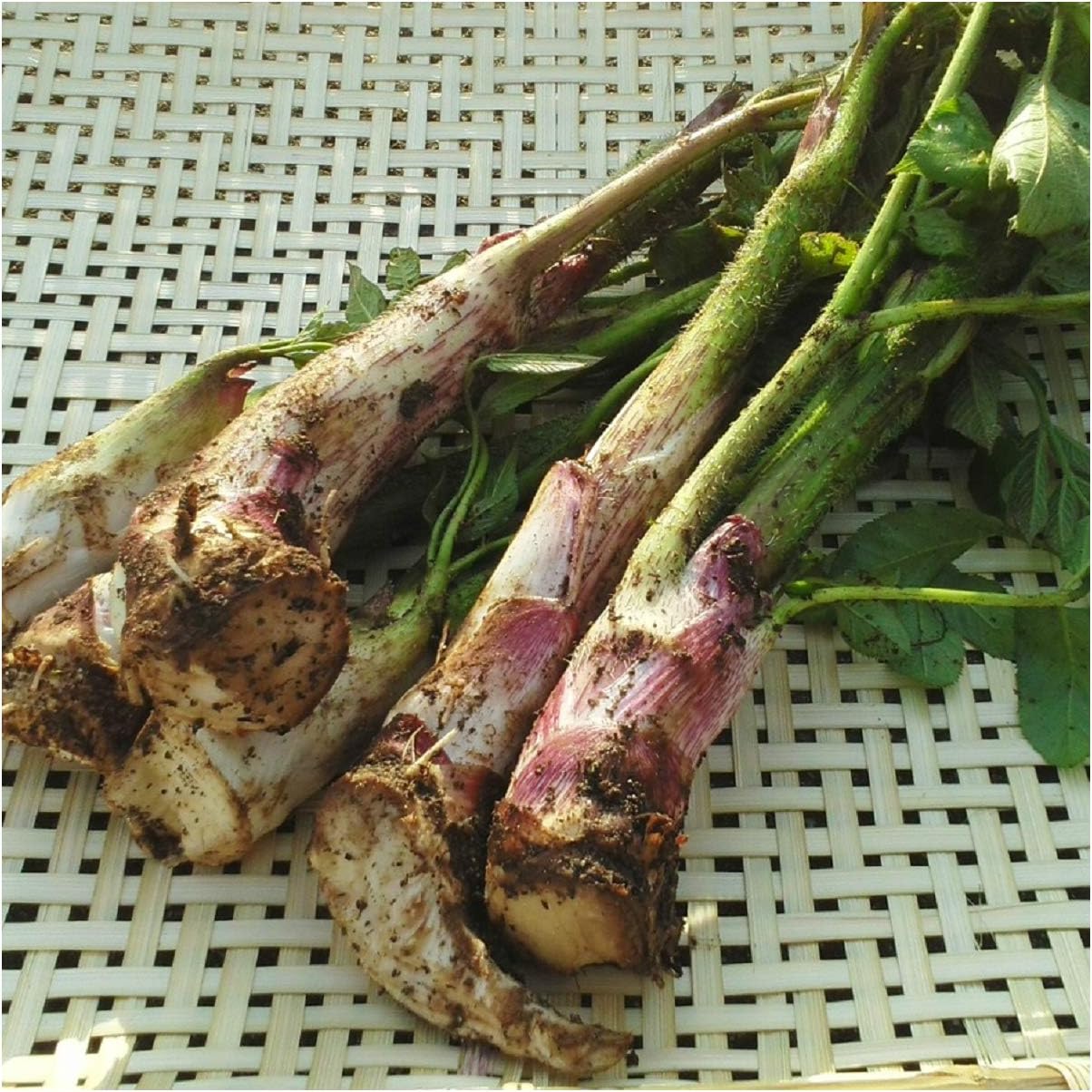 売れ筋がひ うこぎ ウコギ こしあぶら アブラコ 採りたてを産直 天ぷら 腰油 ３００ｇ