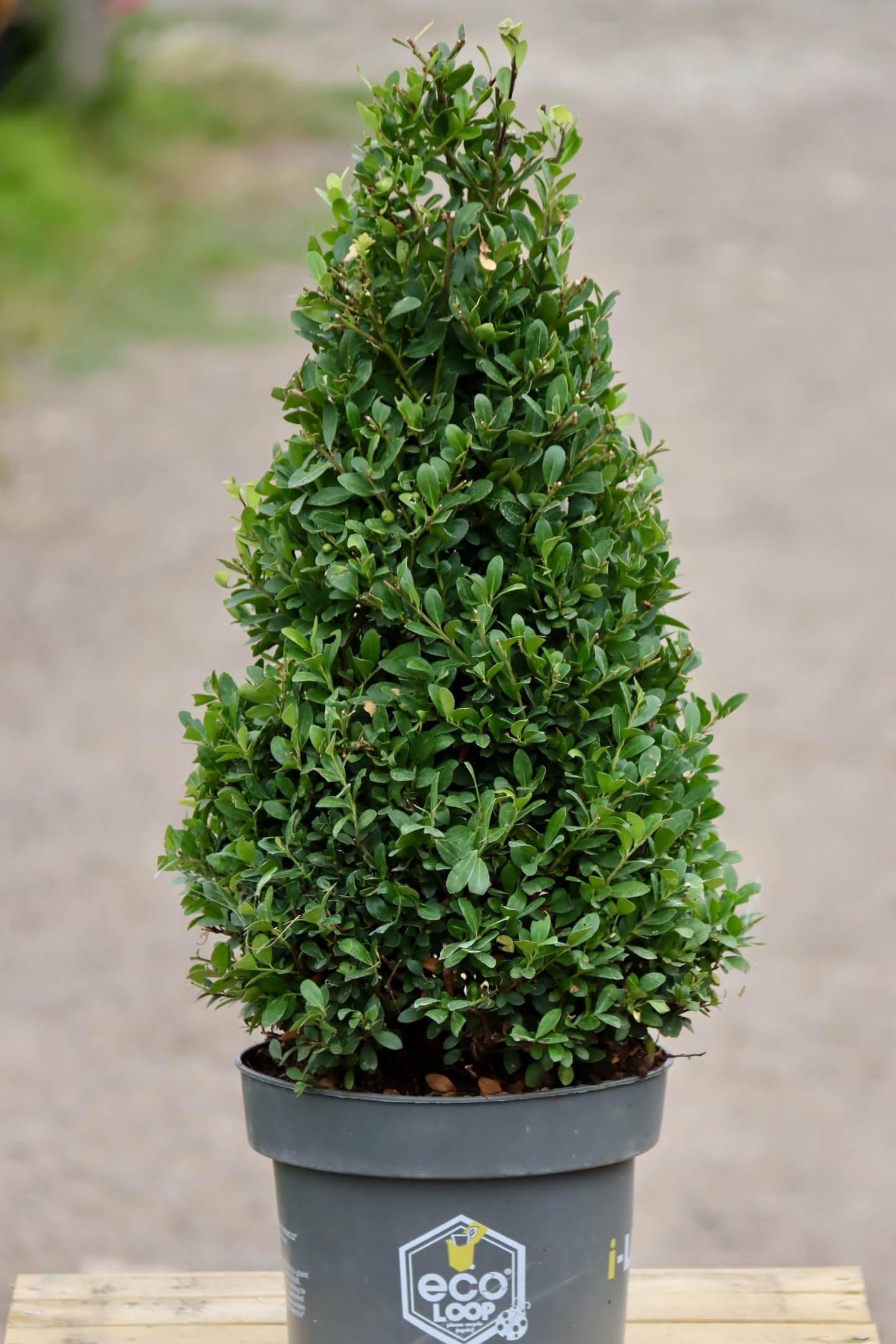 Ilex Crenata Dark Green Cone 5lt, Evergreen Shrub, Summer Flowering