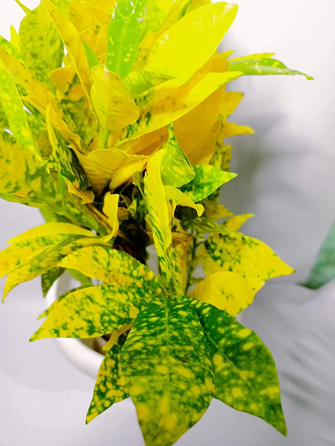 Delorea Croton Live Plant with Pot (B097K72WCW) Amazon Price History, Amazon Price Tracker
