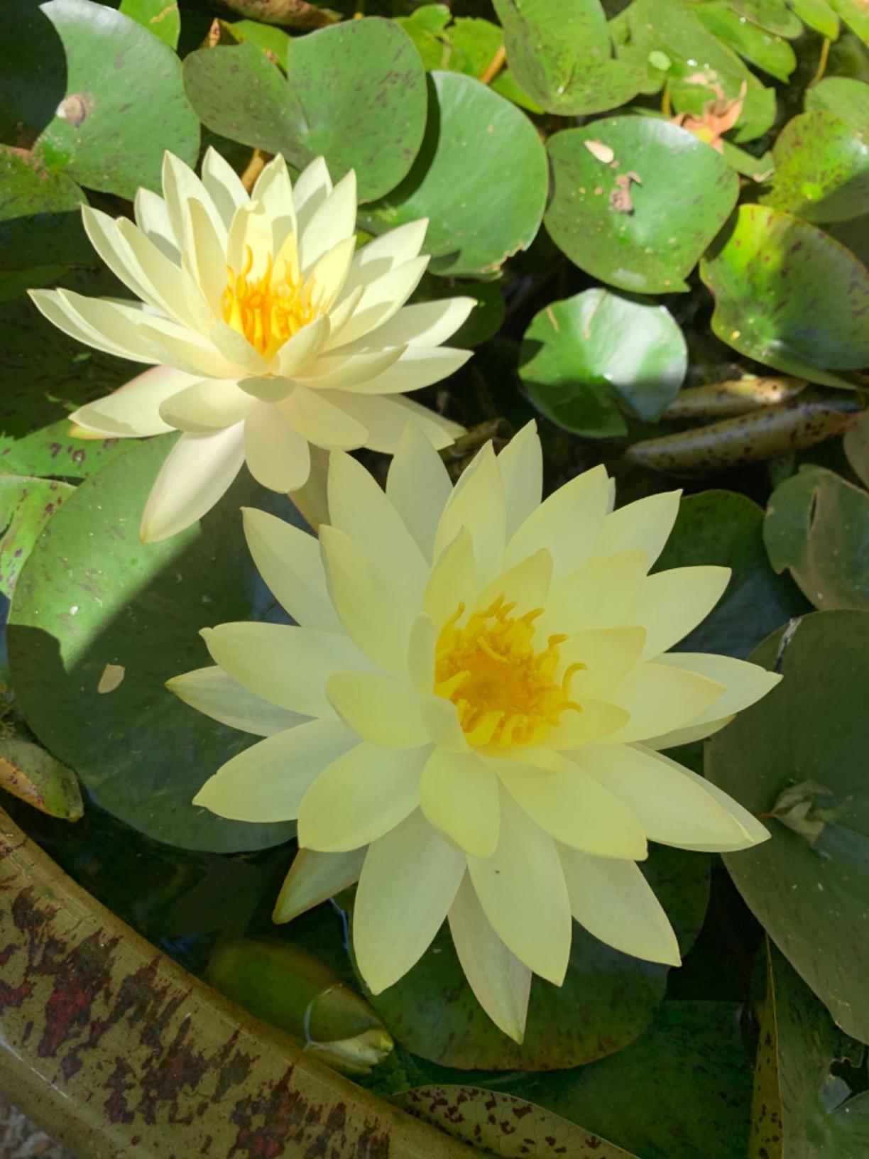 Winchester Gardens 300 Count Highland Rim Aquatic