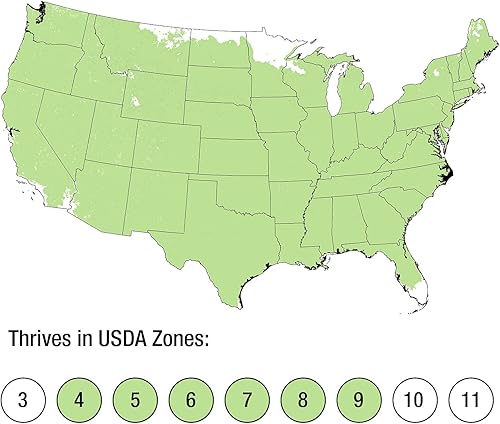 Miniatura 3 de BloomStruck - Hortensias de verano sin fin (1 galón) arbusto caducifolio con flores vívidas de color rosa o morado, sombra parcial para plantas