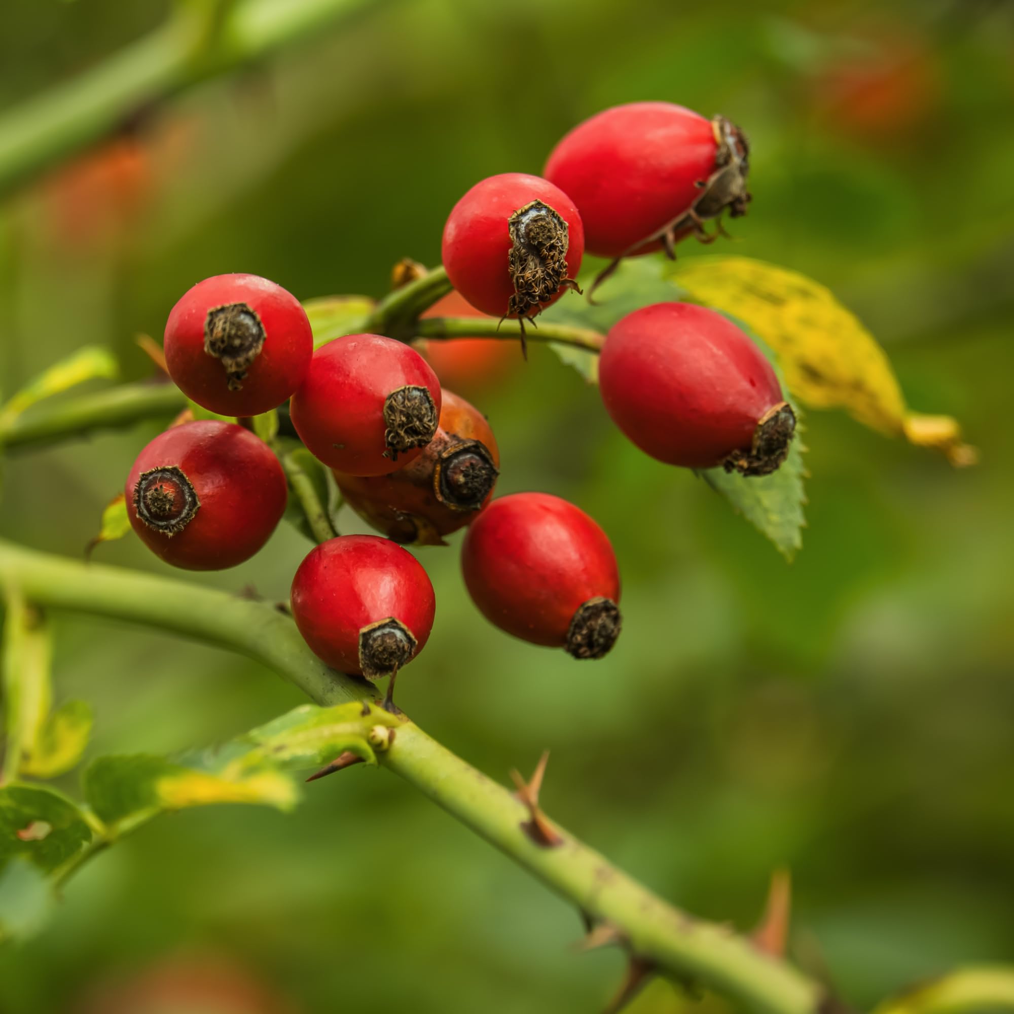IDDA Herbal Herbata z Owoców Dzikiej Róży 1kg, Całe Suszone Owoce Dzikiej Róży do Naparów Ziołowych
