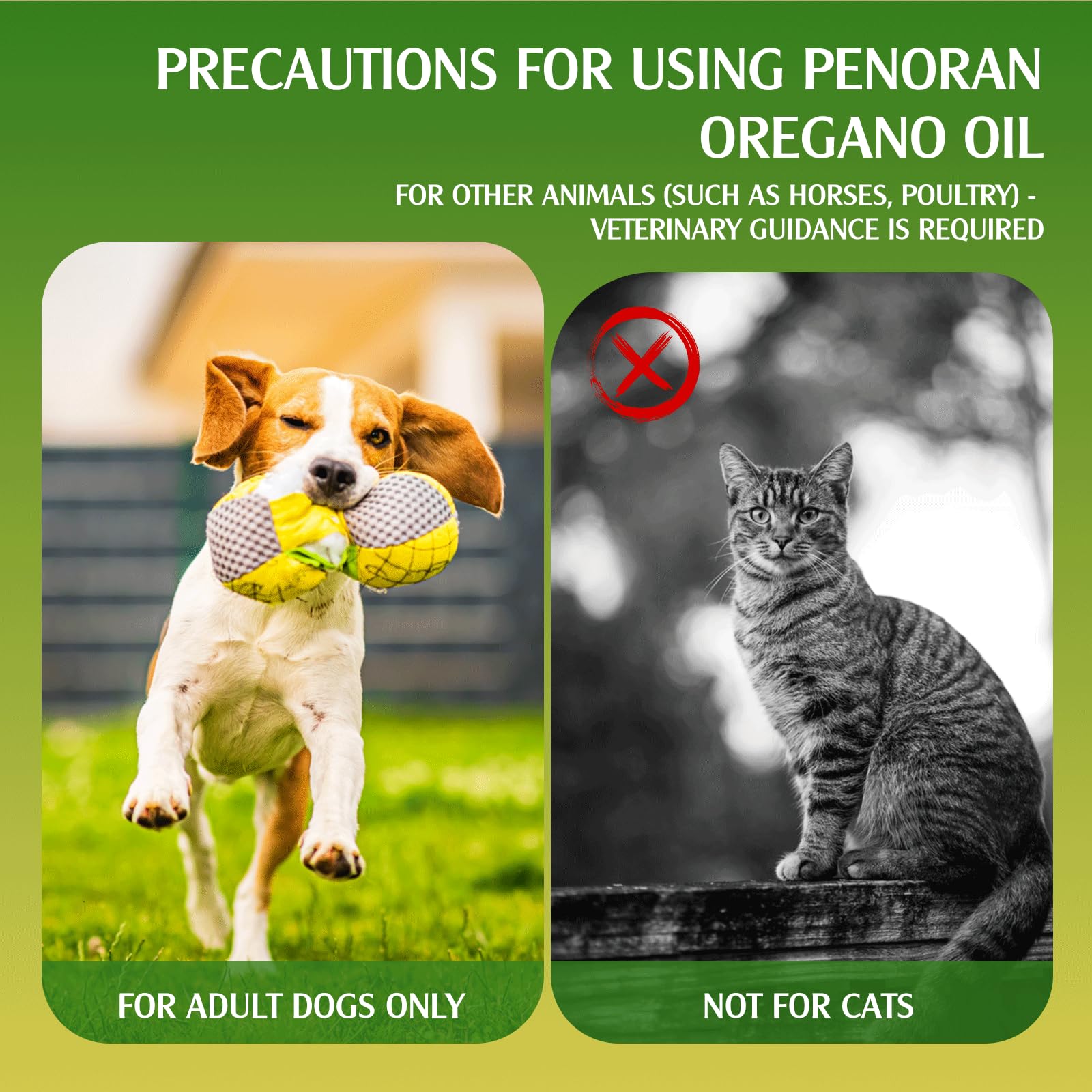 Aceite de orégano para Perros: antibiótico Natural, potenciador inmunológico, promueve la Salud digestiva, Alivia Las infecciones por levadura y Mejora la picazón de la Piel/Orejas.