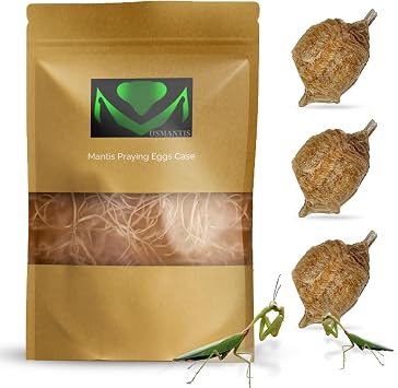 Praying Mantis Ootheca Egg Case with Hatching Habitat Bag 3 Egg Case - Stem Education with a Transparent Window Bag, Egg Case Produces Approximately up to 400 Baby Nymphs T Sinensis