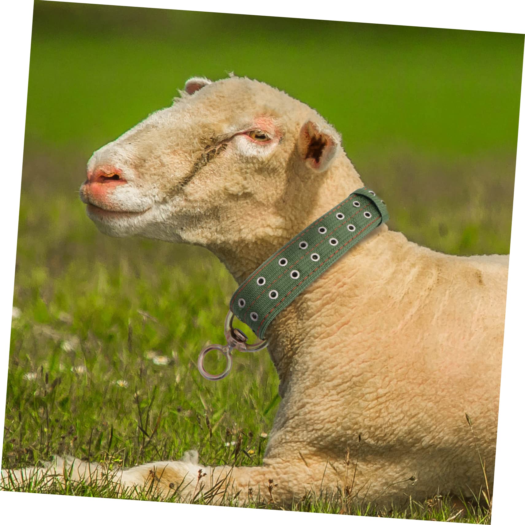 Collar para Ovejas y Caballos de Lona Verde, Resistente y Confiable, No Lastima el Cuello del Ganado, Adecuado para Manejo y Alimentación en Granjas