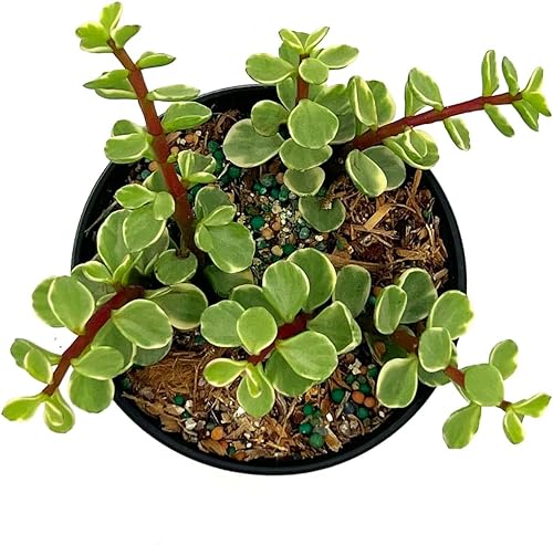 Miniatura 4 de ragnaroc Suculentas vivas  Portulacaria Afra Variegata en maceta de 4 pulgadas  1 unidad  Llegada viva garantizada  Suculentas en maceta, plantas de