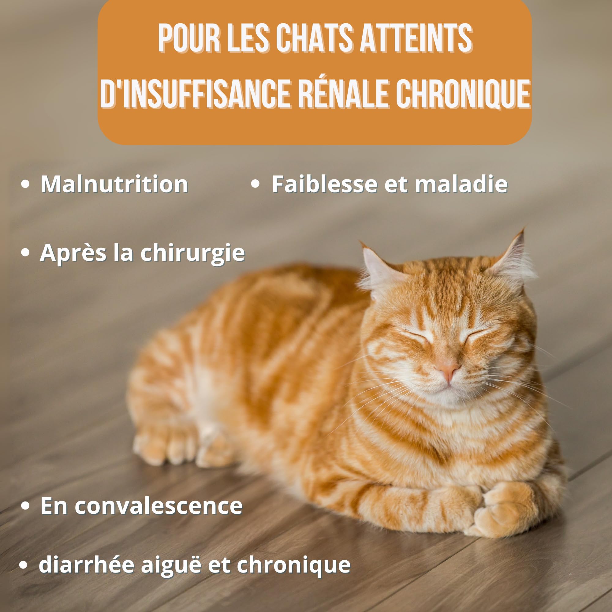 Renalcare - Complément rénal Liquide 250 ML Chats - Redonne énergie et appétit aux Chats souffrant de problèmes rénaux - Prévient l'anémie et favorise la santé rénale - sans phosphore ni Sodium-Bacon