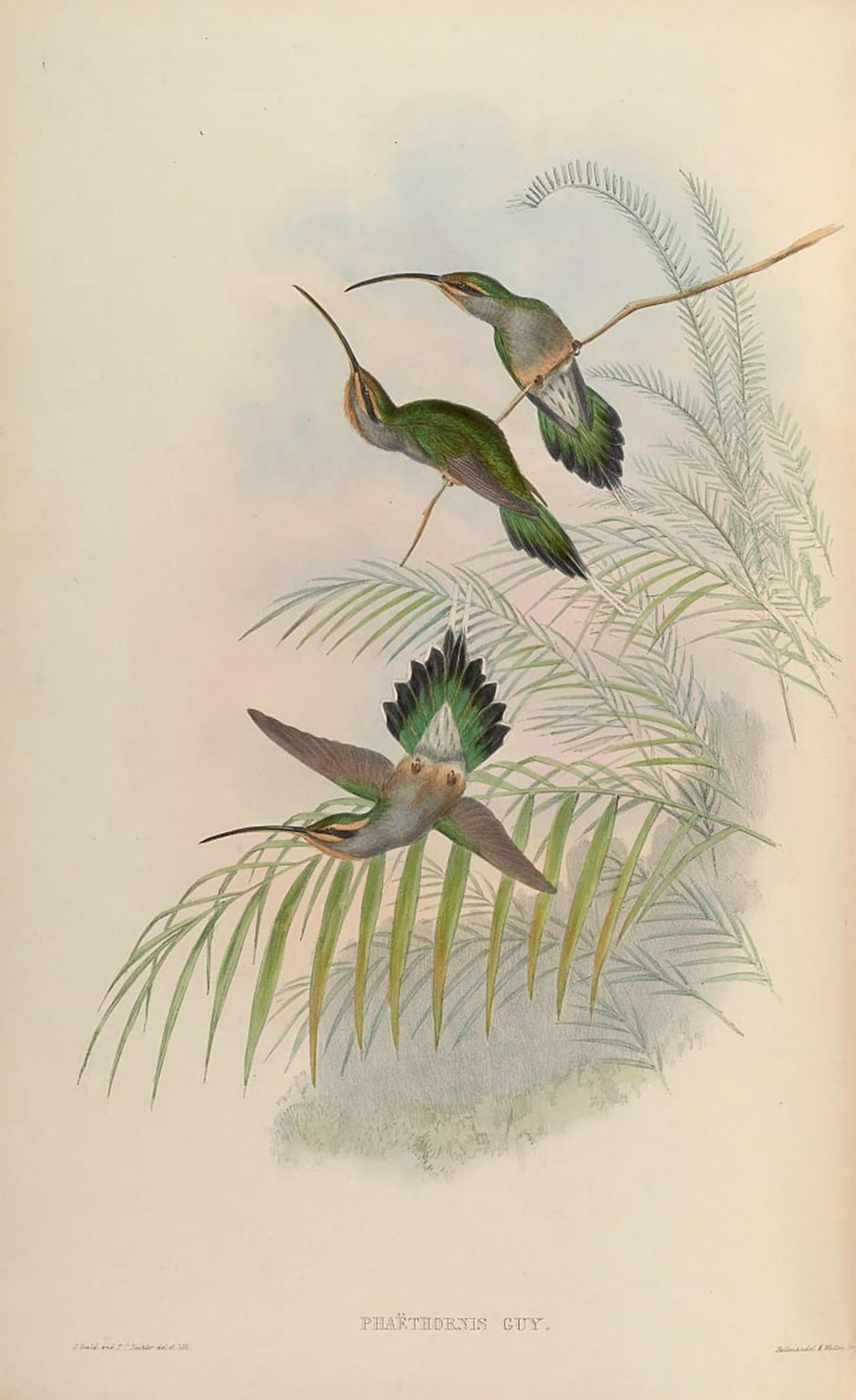 ARTXLXXBN Famous Painting Canvas Artwork Graffiti Print Animal Bird Phaethornis Guy by John Gould Portrait Canvas Image for Home Decor 60x90cm