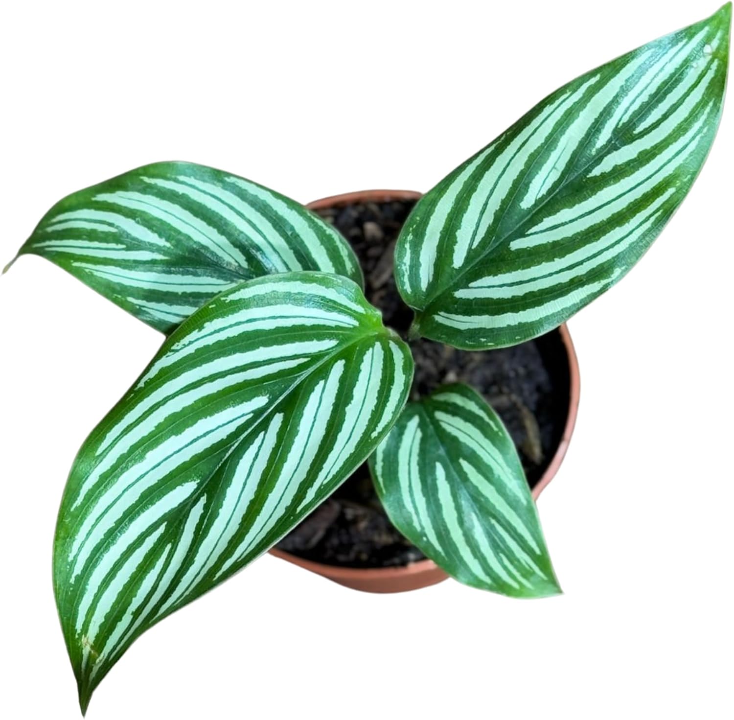 PLANTVERS Live Calathea Plant in 2" Grow Pot – Easy Care & Low Maintenance Tropical Houseplant – Air Purifying Indoor Plant for Low Light & Home Décor (Calathea 'Vittata')