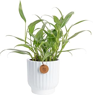 Costa Farms Silver Streak Pothos Live Plant in Self Watering Pot, Air Pu...