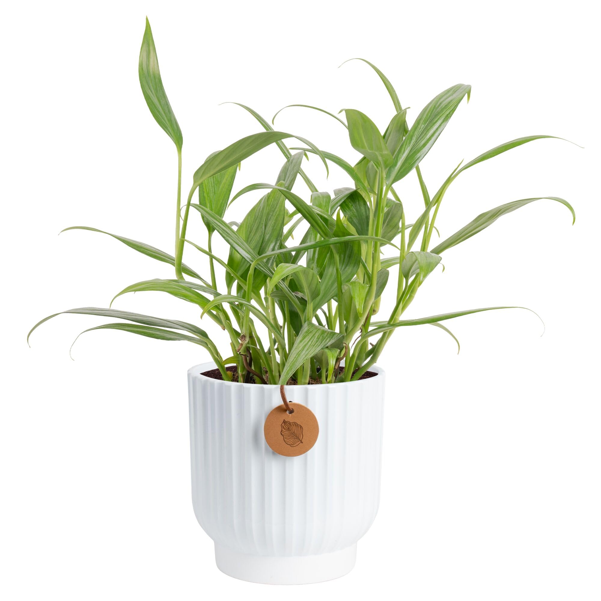 Costa Farms Silver Streak Pothos, Live Indoor Plant, Trailing Vine