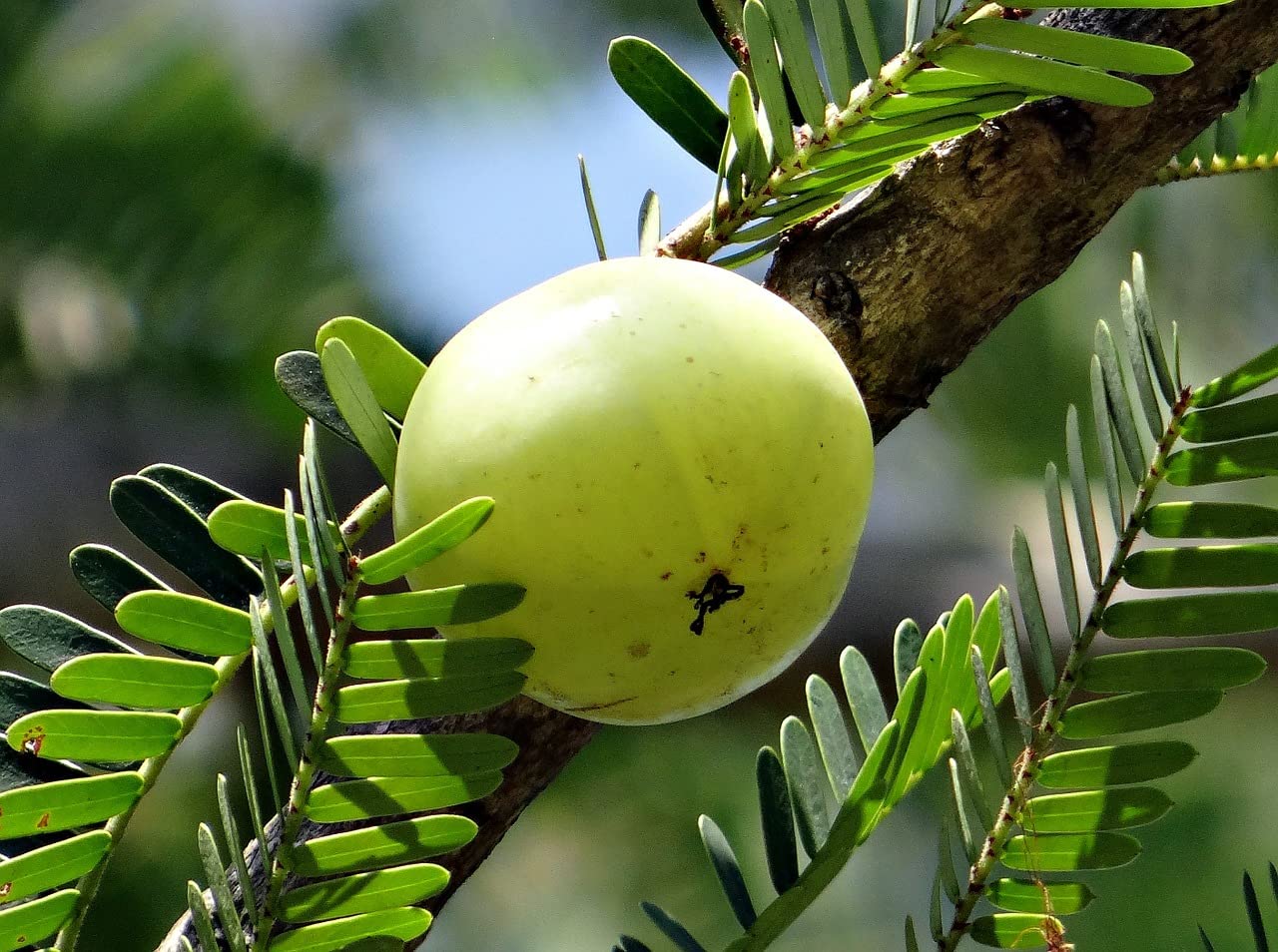 TRIPHALA - Amla, Chebula, Beleric - 180 gélules 375 MG - (BIO)