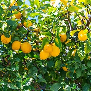 Zitronenbaum Winterhart Samen ObstbäUme Pflanzen Winterschutz DraußEn