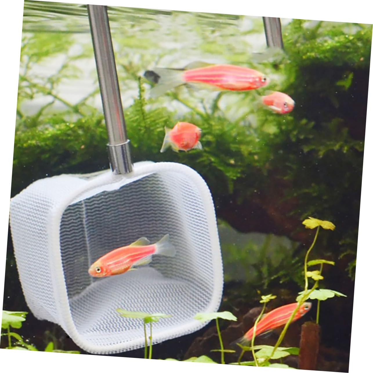 FOMIYES 6stücke Teleskopisches Fischnetz Für Aquarien Verstellbarer Kescher Garnelen Und Fischsammlung Für Kleine Pools Und Fischtankreinigung