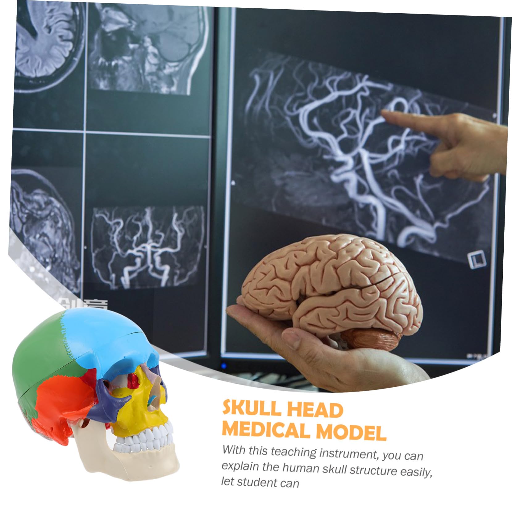 CHILDWEET Model Czaszki Medycznej Edukacyjny Model Czaszki Ludzkiej z Realistycznym Wyglądem Narzędzie Do Nauki Anatomii Dla Studentów Wysoka Jakość i Bezpieczny Materiał