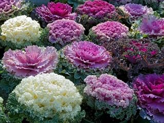 Brassica Oleracea L Acepgala Dc Crispa Hort,35+ Seeds - Perfect for Planting and Gifting