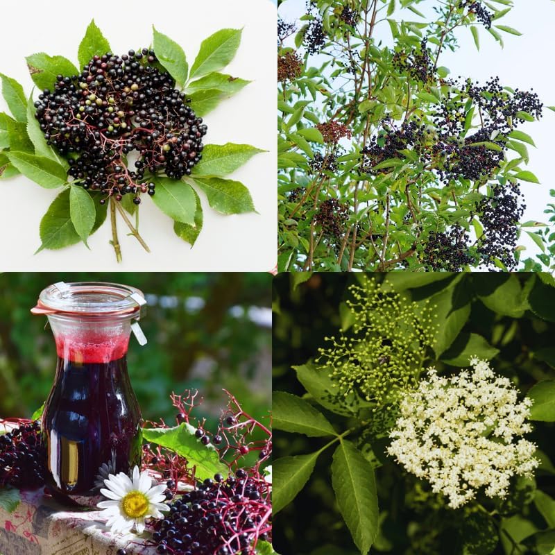 2 Elderberry Plants Live Tree for Planting, Elderberry Bushes Live Plants, 6 to 12 Inches Tall