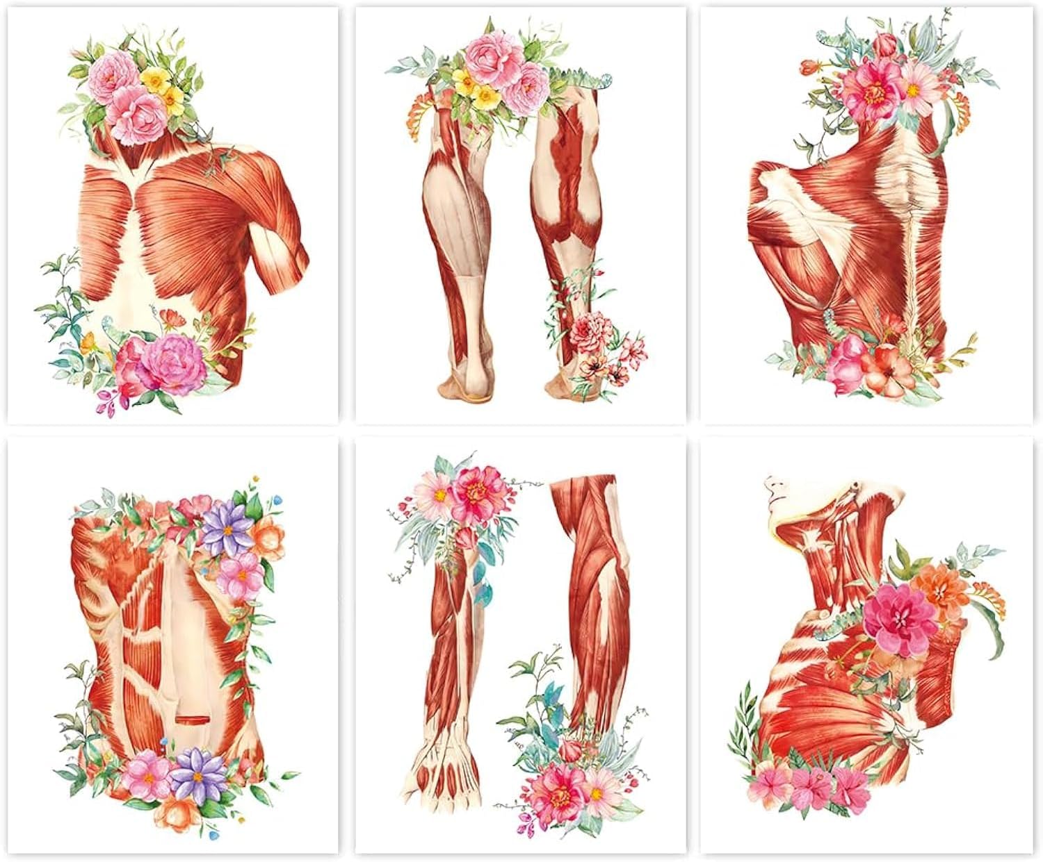 TANXMWatercolor Muscle Anatomy Poster, Human Physiology Art, Medical Art Decor, Set of 6 (8'X10', No Frame)