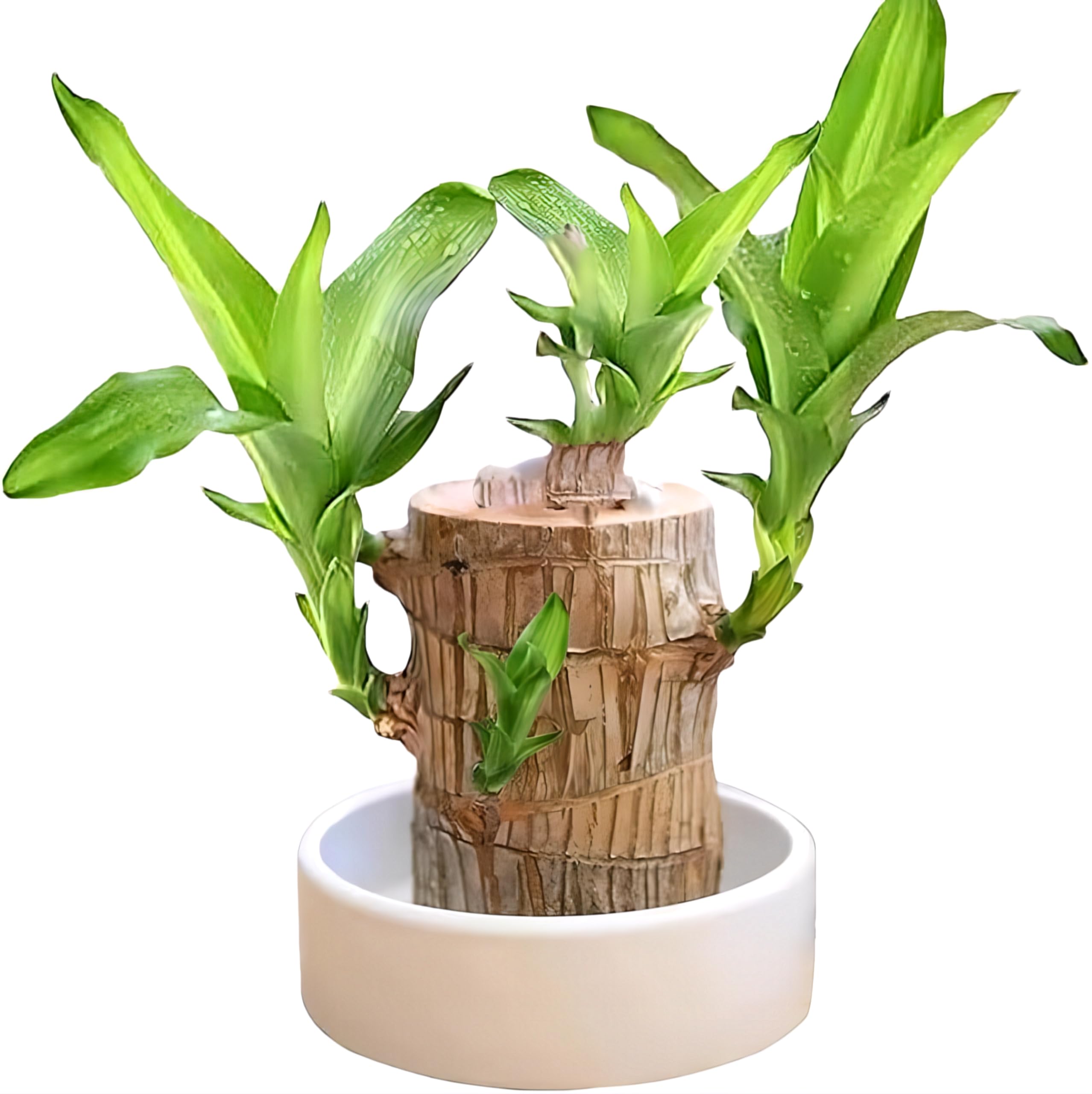 Brazilan Lucky Wood Potted Plant Healthy Indoor Live Lucky Brazilian Wood Plant for Living Room (without Pot) (pack of 1) (B0DHX75ML1) Amazon Price History, Amazon Price Tracker