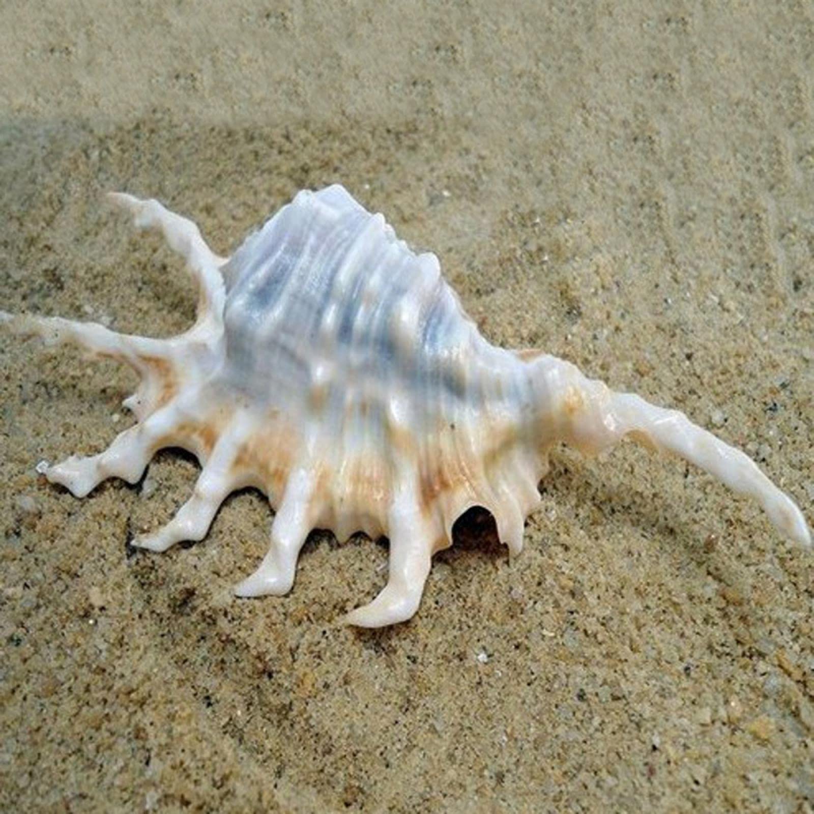 Coquillages de mer et conque naturelle pour terrarium et aquarium