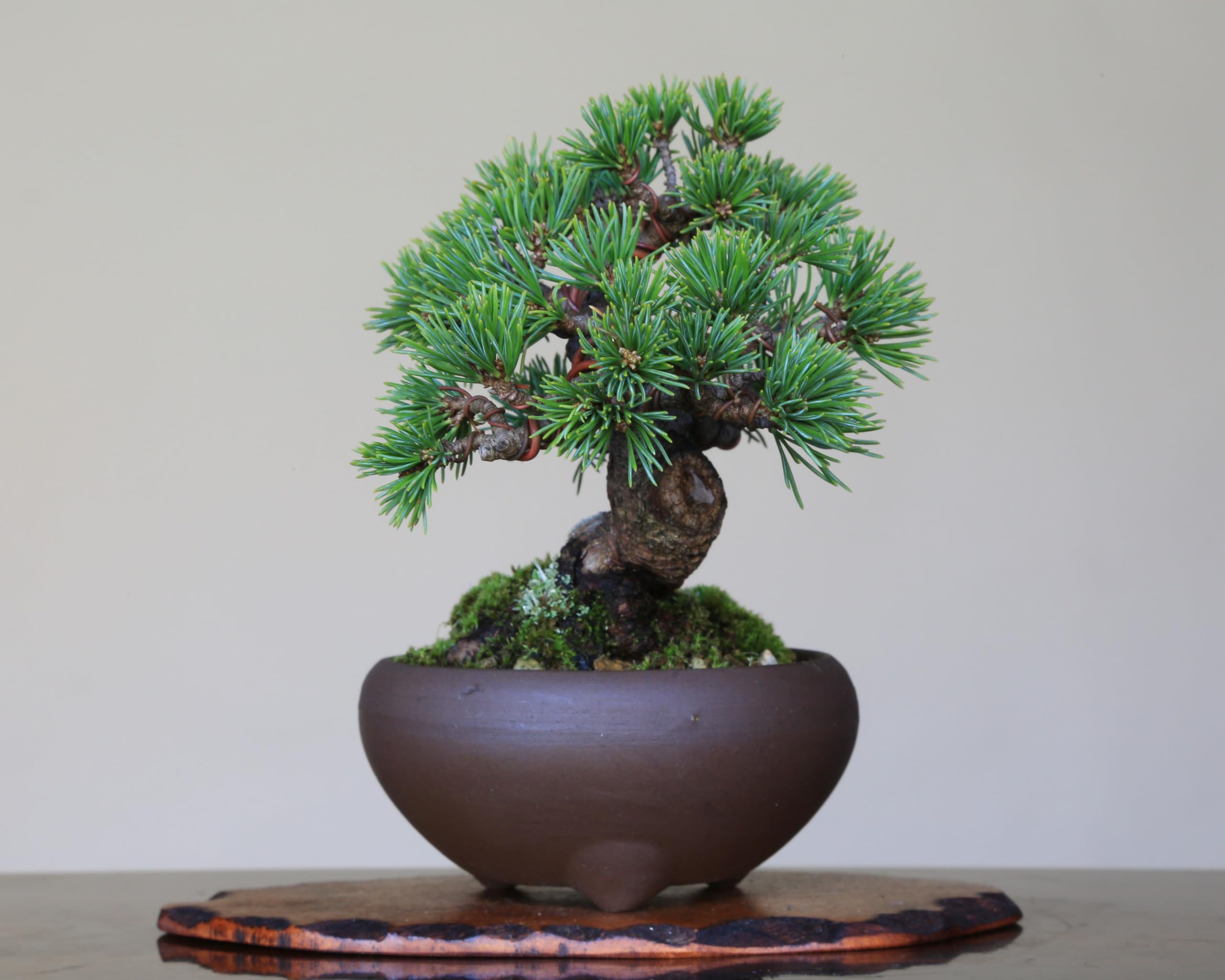 Amazon.co.jp: 五葉松『華厳』ケゴン 小品盆栽【泰寿園 Online Amazon.co.jp: 五葉松『華厳』ケゴン 小品盆栽【泰寿園 Online