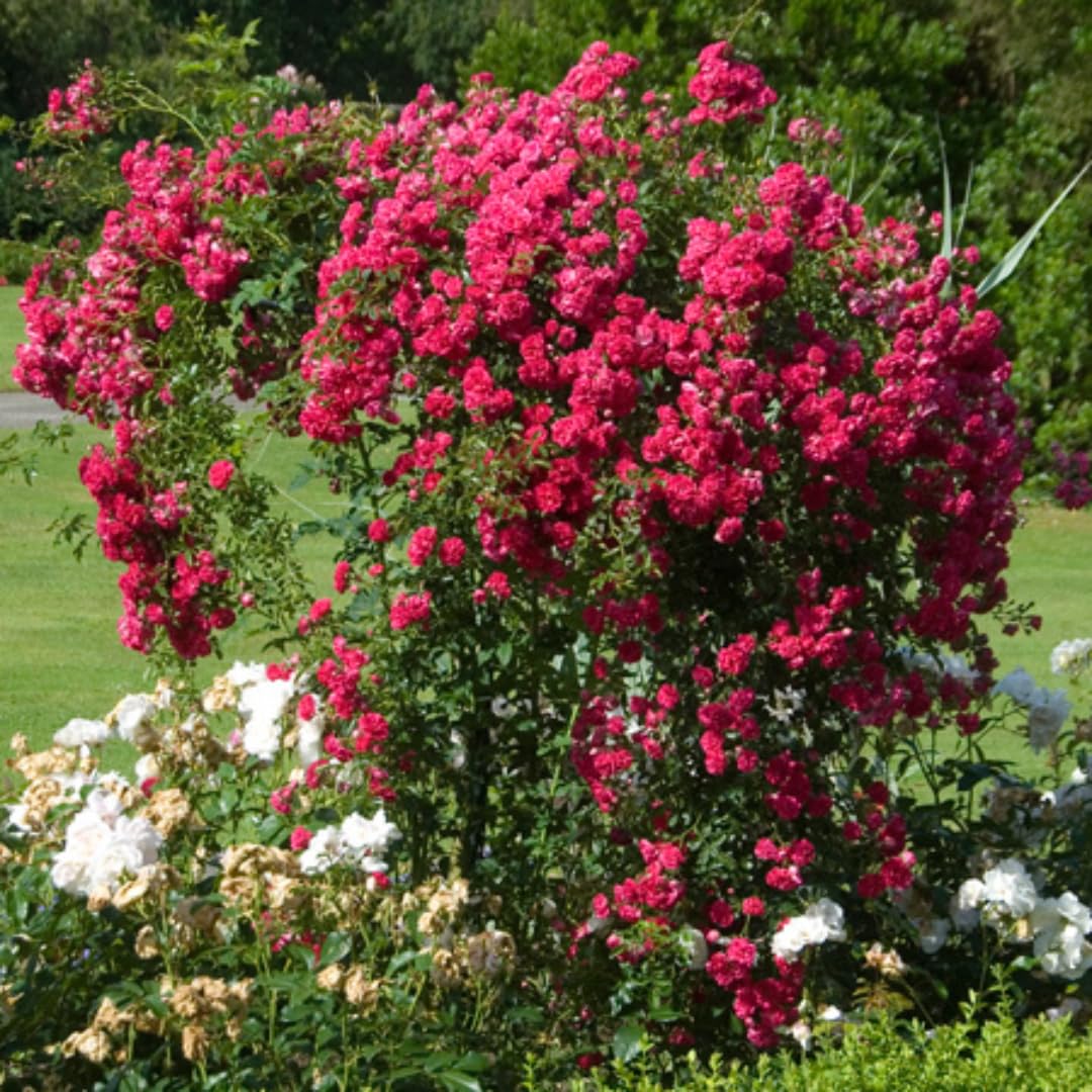 Amazon.com : Deep Pink Rose Plants Climbing, Roses Bushes