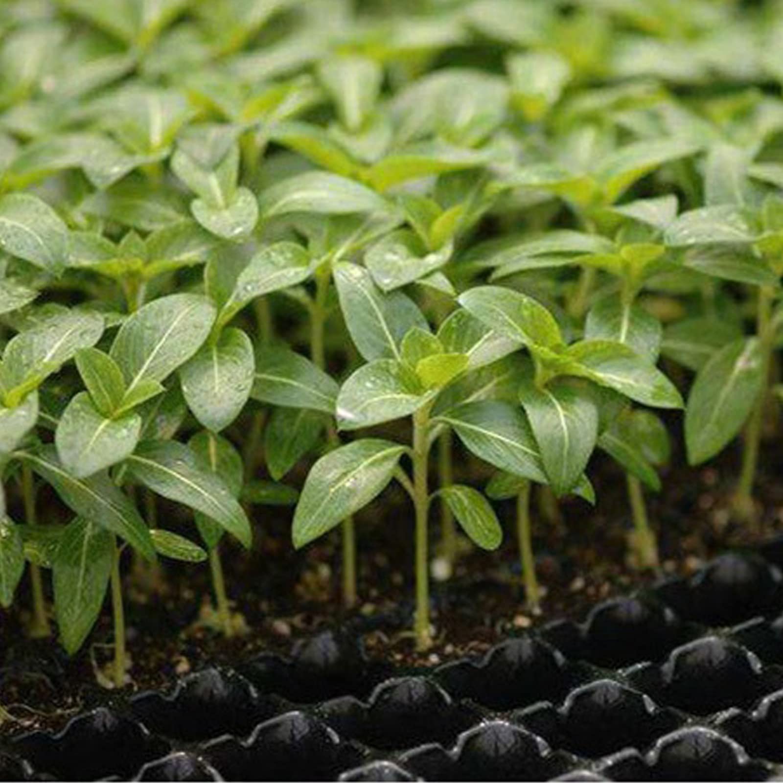 Vassoi per la Germinazione, Coltivazione Vassoi Semina a 32 Celle, Semenzaio per Germinazione di Piante con Fori di Drenaggio Idroponica per Giardino Serra