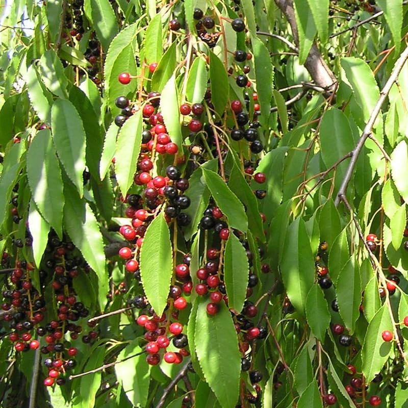 Semillas de cerezo negro de América del Norte, semillas de árbol Prunus serotina, cereza negra produce flores fragantes (300 semillas)