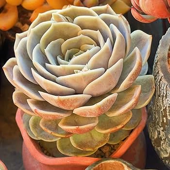 Amazon.co.jp: 多肉植物 寄せ植え エケベリア属 ブルーサプライズ 抜き Amazon.co.jp: 多肉植物 寄せ植え エケベリア属 ブルーサプライズ 抜き