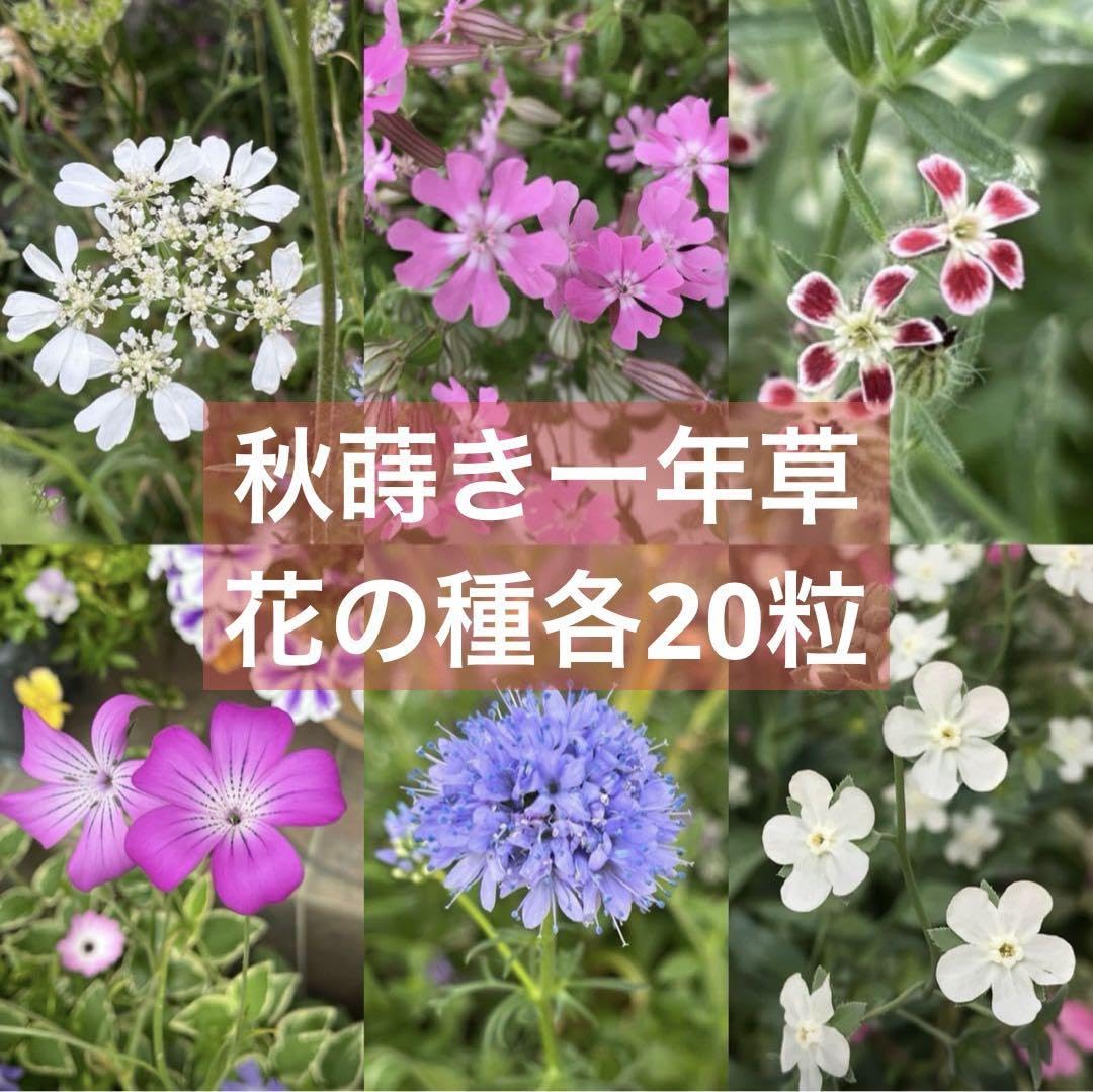 秋の草花 Amazon.co.jp: 秋蒔き一年草＊花の種各20粒 : ホビー