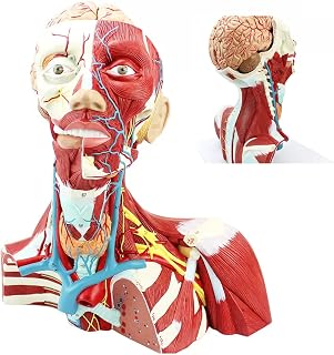 Cranial Head, Neck and Thoracic Anatomical Model,Human Head, Neck Muscles and Brain Anatomy Model,Life Size 2 Parts,Trachea and Thyroid Gland Cosmetic Neurovascular Model